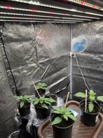 IMG_1212.jpeg