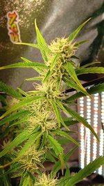 1000113023.jpg