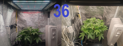36.png