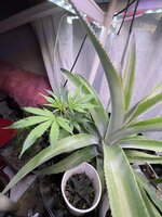 IMG_3916.jpeg