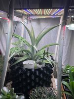 IMG_3920.jpeg