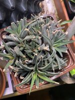 IMG_3921.jpeg