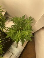 IMG_3913.jpeg