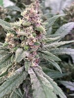 IMG_6655.jpeg