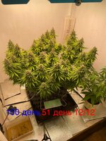 IMG_3930.jpeg