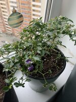 IMG_0549.jpeg