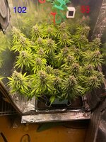 IMG_3953.jpeg