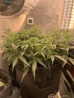 IMG_0557.jpeg