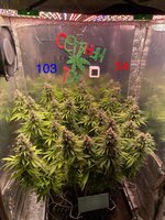 IMG_3970.jpeg