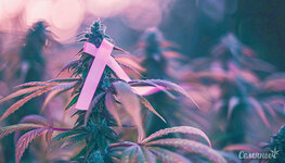 geksakannabitriol-kannabinoid-protiv-raka__Jm4uNTaDBXDcJ8Er.jpg geksakannabitriol-kannabinoid-protiv-raka__Jm4uNTaDBXDcJ8Er.jpg