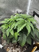 IMG_6378.jpeg IMG_6378.jpeg