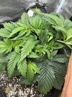 IMG_6380.jpeg IMG_6380.jpeg