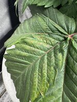 IMG_6386.jpeg