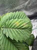 IMG_6385.jpeg