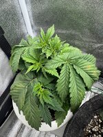 IMG_6388.jpeg