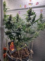 IMG_1049.jpeg