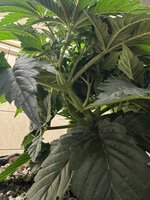 IMG_6403.jpeg