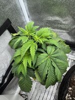 IMG_6406.jpeg