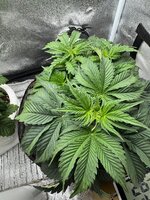 IMG_6407.jpeg