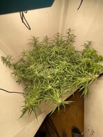 IMG_4027.jpeg