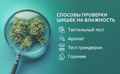 Kak-otlichit-vlazhnyj-kannabis-ot-prolechennogo__3A748djxC3FLxpMv.jpg Kak-otlichit-vlazhnyj-kannabis-ot-prolechennogo__3A748djxC3FLxpMv.jpg