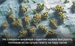 1-Kak-vysushit-promokshij-kannabis__T2S5117Tixp58qlL.jpg 1-Kak-vysushit-promokshij-kannabis__T2S5117Tixp58qlL.jpg