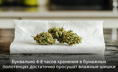 2-Kak-vysushit-promokshij-kannabis__lUZmqHAWyWgnVLDT.jpg 2-Kak-vysushit-promokshij-kannabis__lUZmqHAWyWgnVLDT.jpg