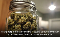 3-Kak-vysushit-promokshij-kannabis__dF3yF5jTeTgdcnr0.jpg 3-Kak-vysushit-promokshij-kannabis__dF3yF5jTeTgdcnr0.jpg
