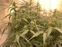 IMG_0731.jpeg