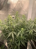 IMG_0727.jpeg