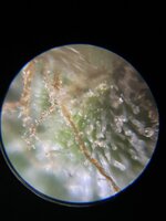 IMG_4067.jpeg