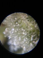 IMG_4066.jpeg
