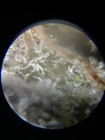 IMG_4065.jpeg