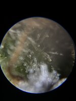 IMG_4064.jpeg