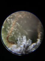 IMG_4063.jpeg