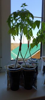 IMG_20260419_110508.jpg