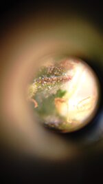 1000118207.jpg