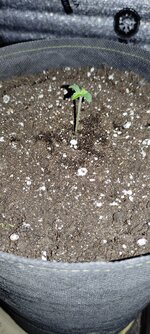 IMG_20260430_001306.jpg
