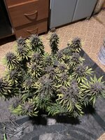IMG_4102.jpeg
