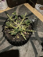 IMG_4104.jpeg