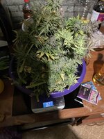 IMG_4106.jpeg