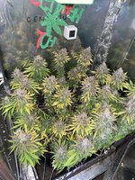 IMG_4087.jpeg