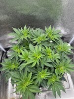 IMG_6528.jpeg