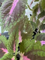 IMG_6530.jpeg