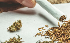 Smeshivanie-tabaka-i-kannabisa__4ziBnRbKb19BCNUO.jpg Smeshivanie-tabaka-i-kannabisa__4ziBnRbKb19BCNUO.jpg