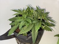 IMG_20260501_171308.jpg