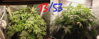53.png