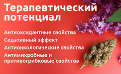 terapevticheskij-potencial-terpinolena__pYoESm1ZbEZCDX8V.jpg