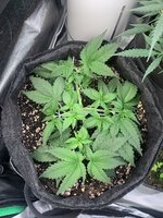 IMG_1022.jpeg