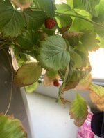 IMG_1131.jpeg